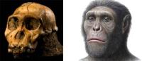 Australopitheque Sediba asediba